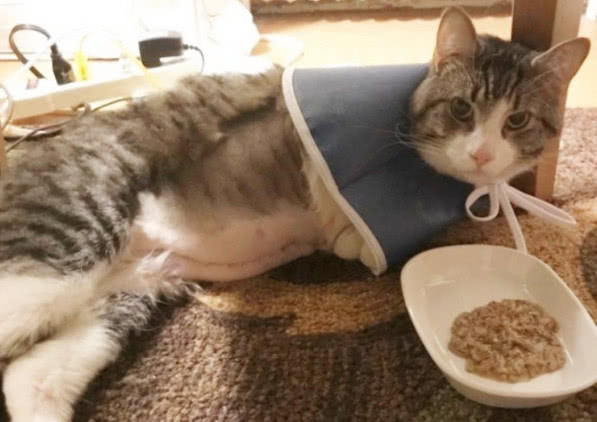 肾衰竭的猫救回来可以活多久,花20万救拉布拉多