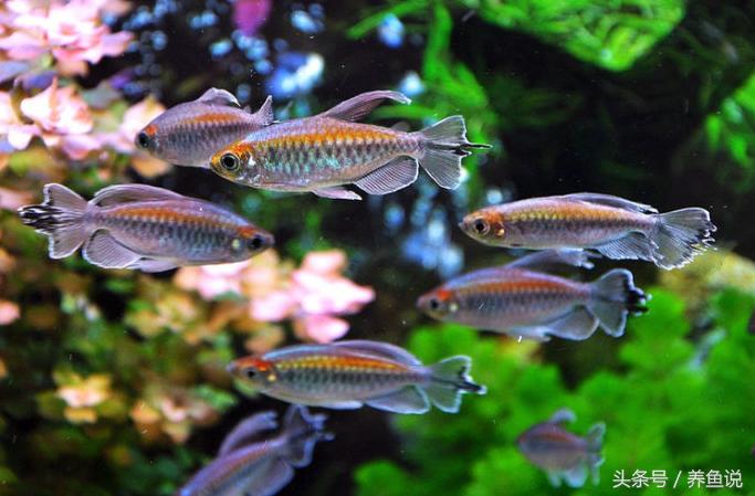 买观赏鱼需要注意的事项,如何挑选观赏鱼