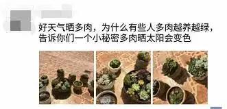 山东多肉小朋友,淄博养多肉