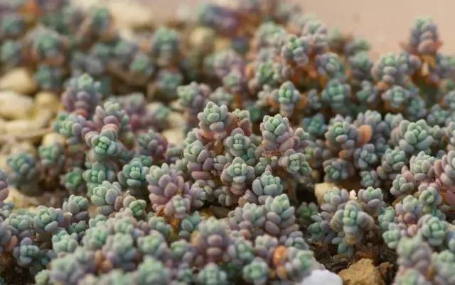 毛骨悚然！淄博家有养多肉的人快看，特别是有小孩的……