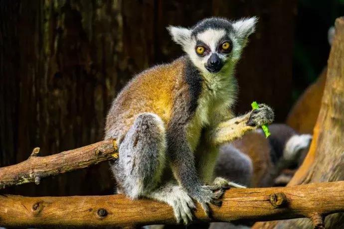 春节广州长隆旅游攻略带孩子,广州长隆动物园两日游亲子游攻略