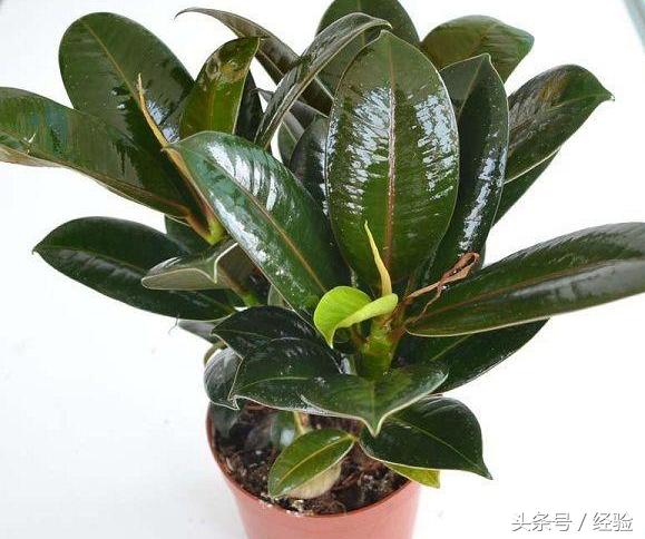 橡皮树生长小技巧,橡皮树生长的各个阶段