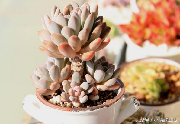 多肉植物中的四大美人,多肉植物十大美人