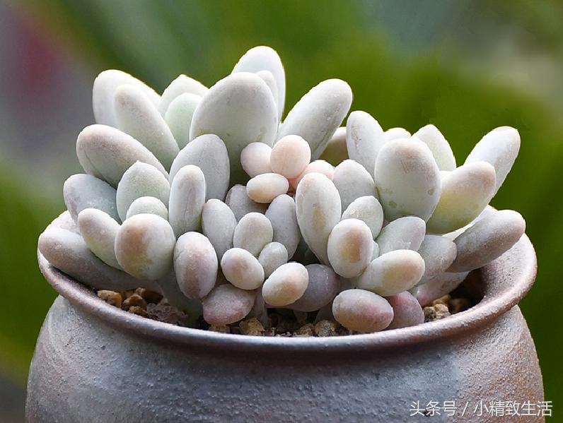 多肉植物中的四大美人,多肉植物十大美人