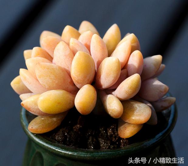 多肉植物中的四大美人,多肉植物十大美人