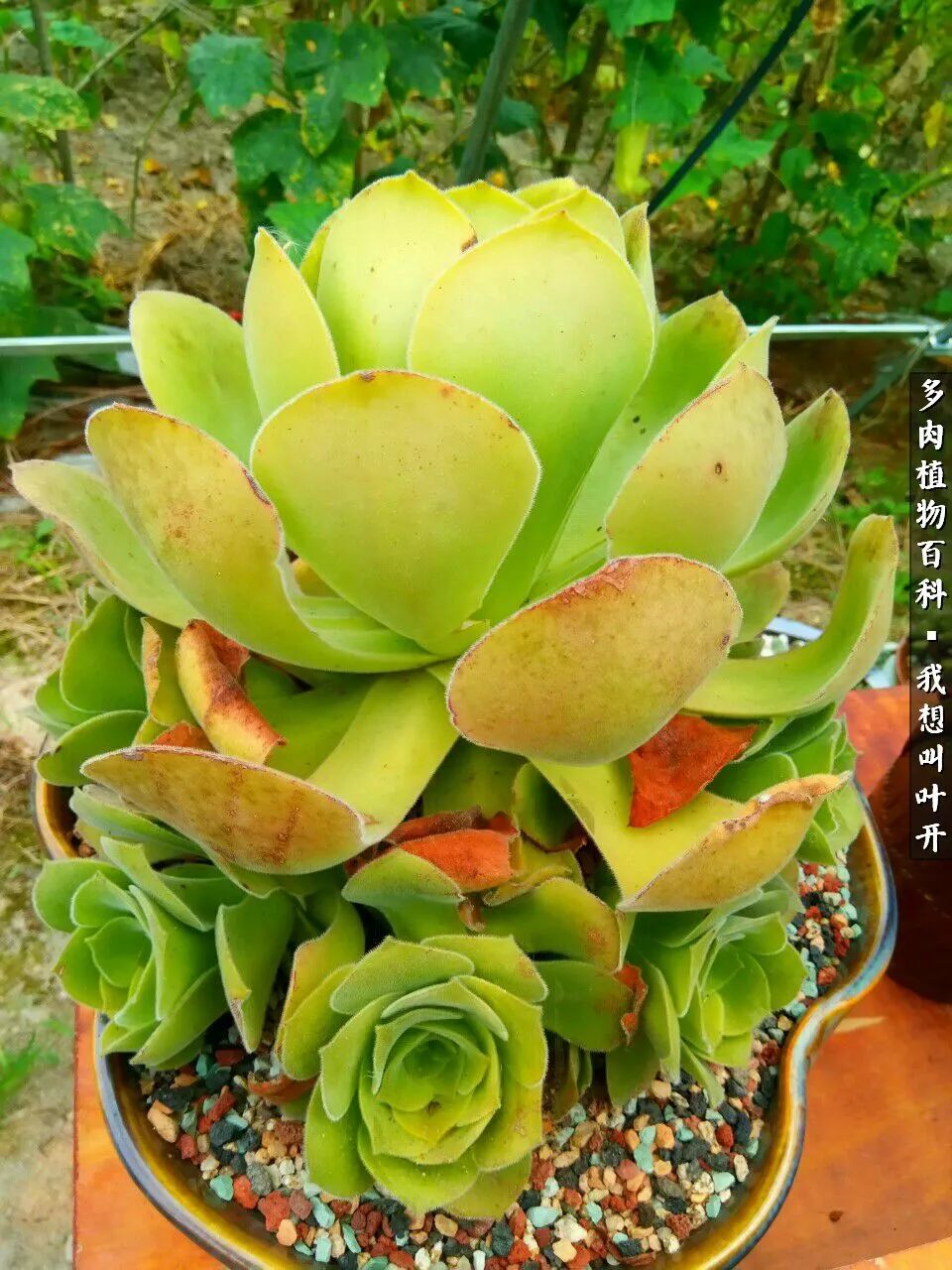 最好养的法师有哪几种,哪种法师既好看又好养