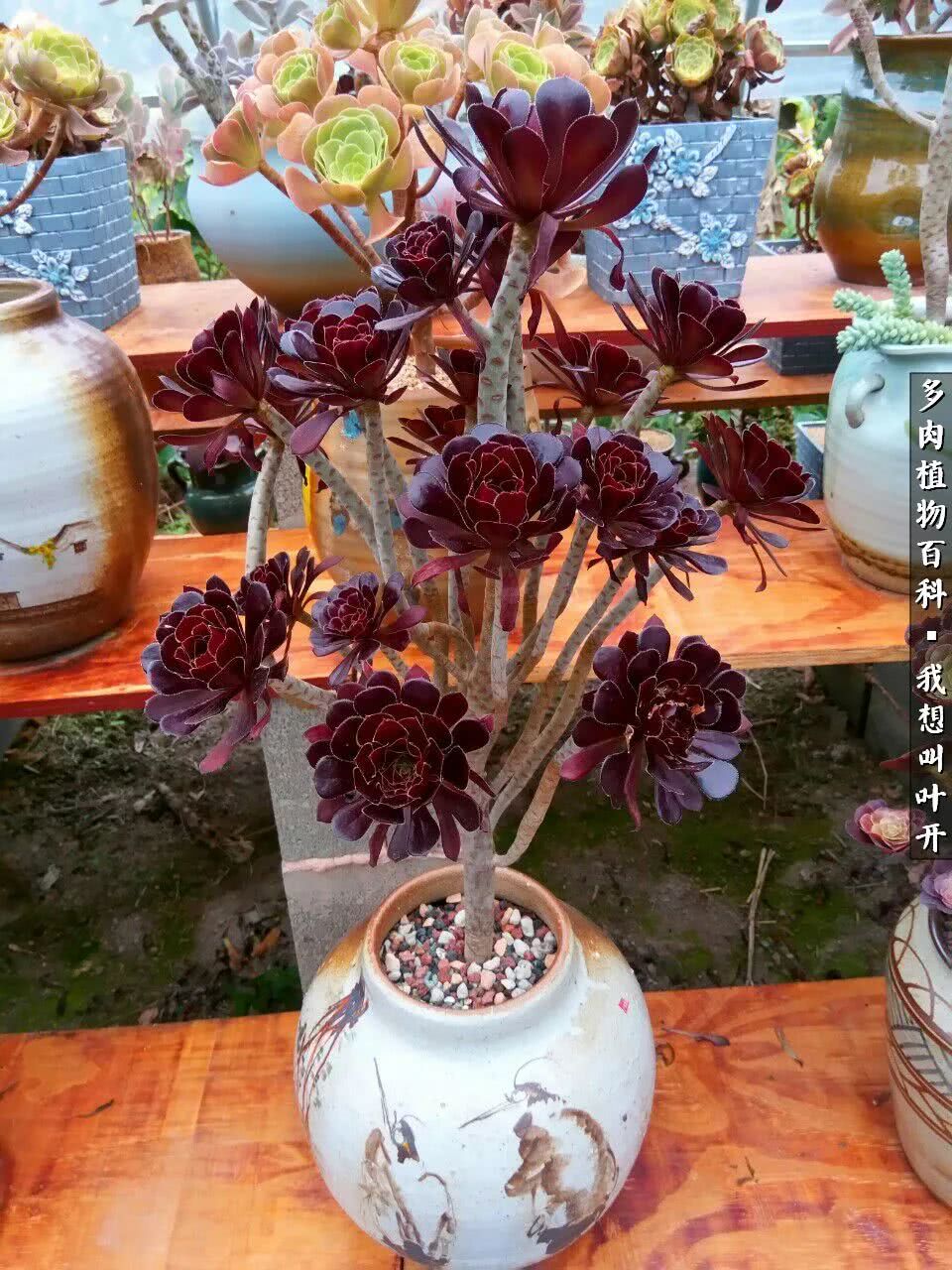 最好养的法师有哪几种,哪种法师既好看又好养