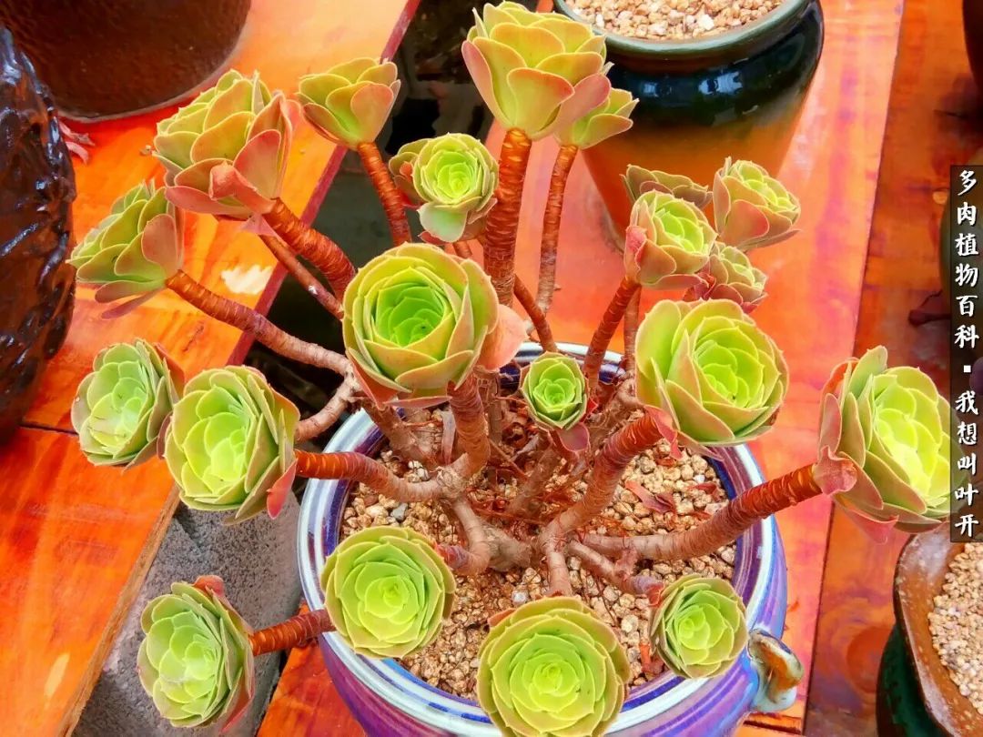 最好养的法师有哪几种,哪种法师既好看又好养