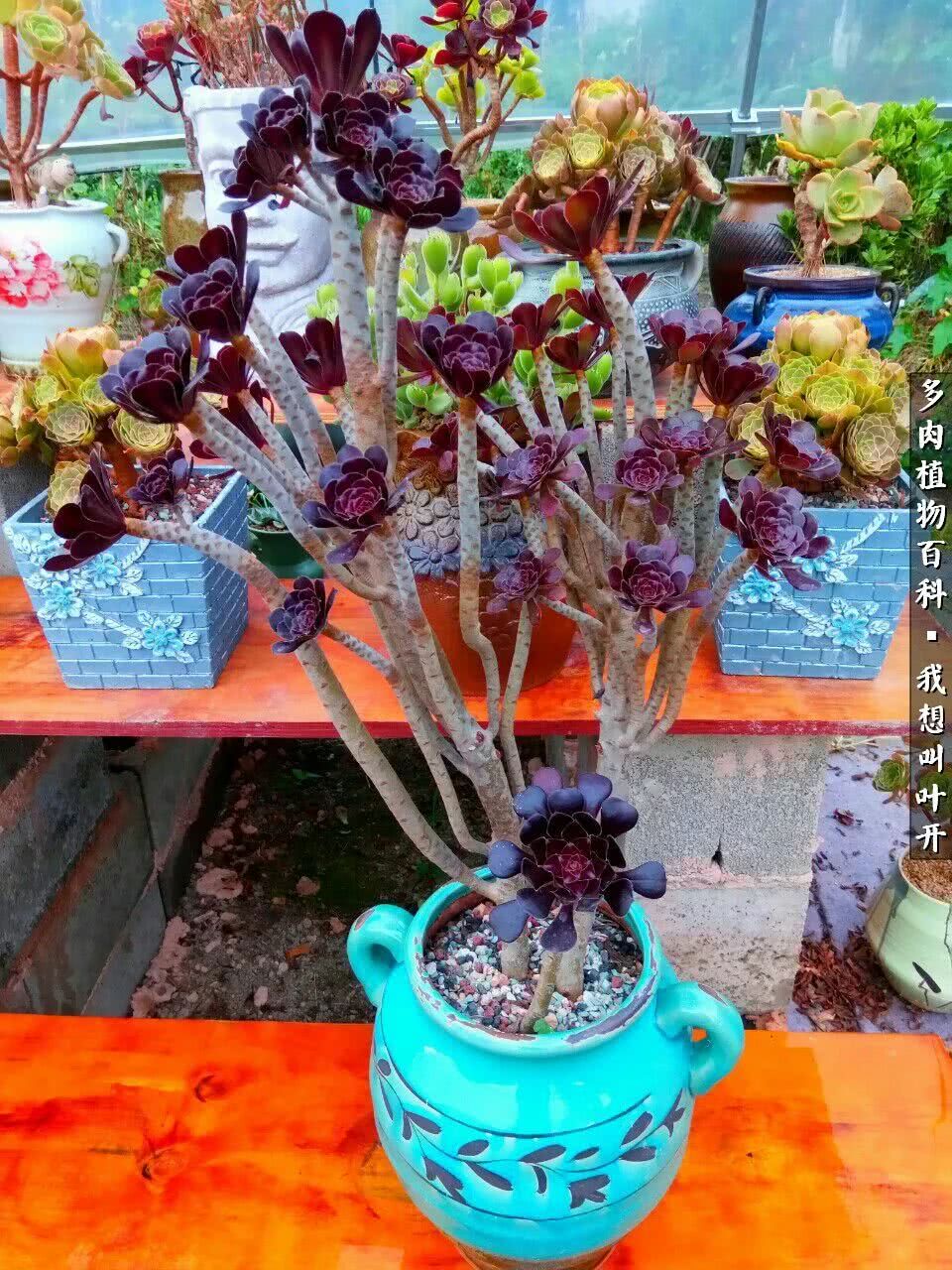 最好养的法师有哪几种,哪种法师既好看又好养