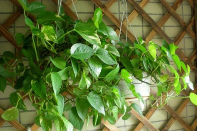 绿萝黄叶要怎么处理？这些方法学会了，越养越茂盛！