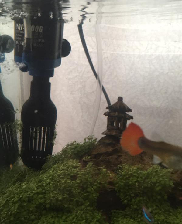 鱼缸过滤系统怎样才不会有水流声,80厘米鱼缸一般用什么过滤系统