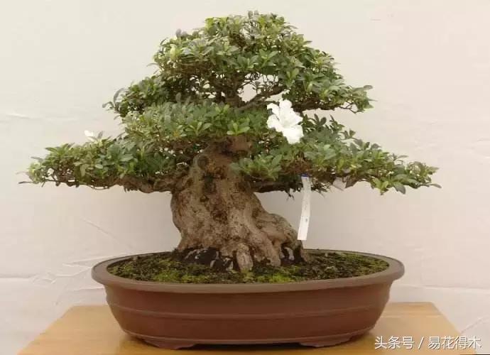 杜鹃花夏鹃品种有哪些特点,杜鹃花的夏鹃怎么养好