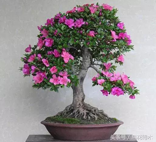 杜鹃花夏鹃品种有哪些特点,杜鹃花的夏鹃怎么养好