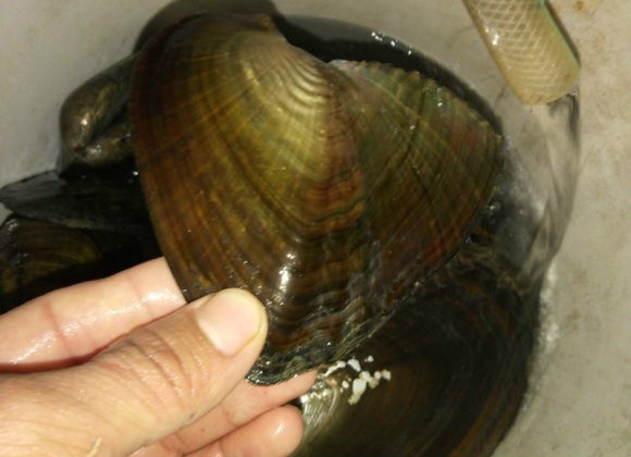 钓鱼为什么能钓上河蚌,钓鱼人不空手钓不到鱼就偷东西