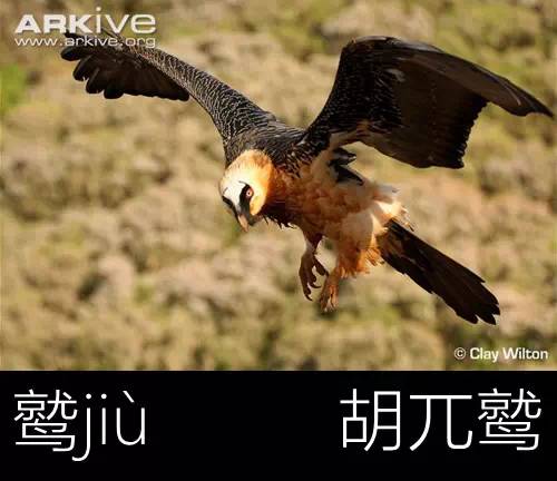 带你认识几个主播,带你认识几种常见的野菜