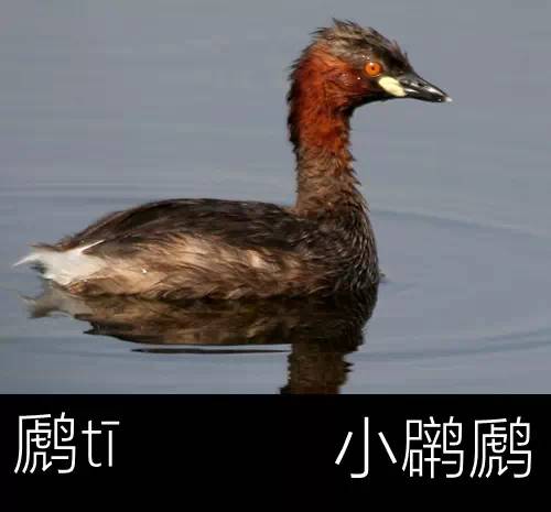 带你认识几个主播,带你认识几种常见的野菜