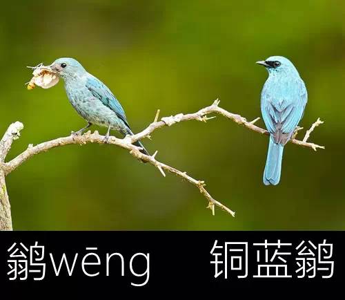 璁よ瘑楦熷瓧,楦熺殑16涓父瑙佸瓧