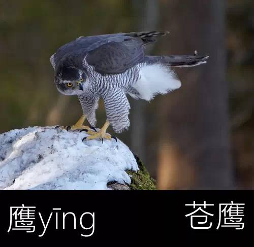 带你认识几个主播,带你认识几种常见的野菜