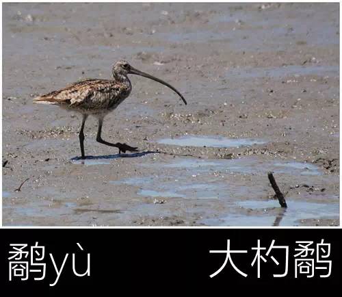 璁よ瘑楦熷瓧,楦熺殑16涓父瑙佸瓧