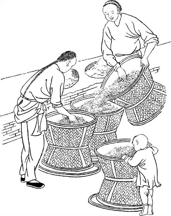 大红袍制茶工艺流程,大红袍还原烧工艺