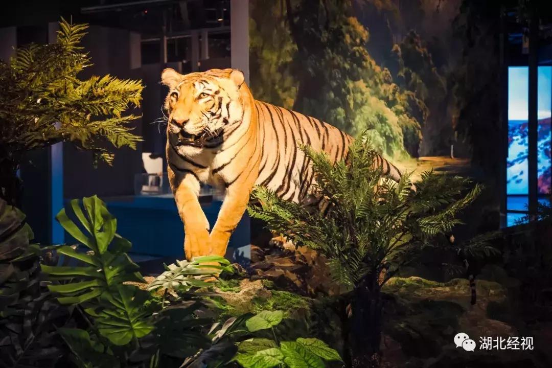 机票什么时候可以免费退改签,民航局最新通知折扣机票可以退吗