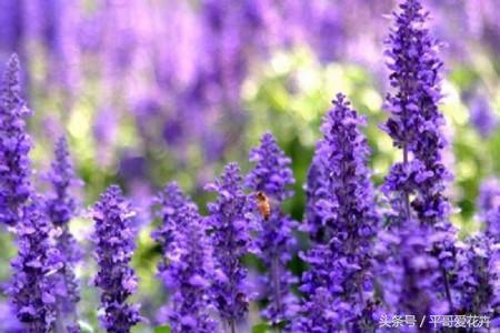薰衣草最美的花海,薰衣草最佳花期