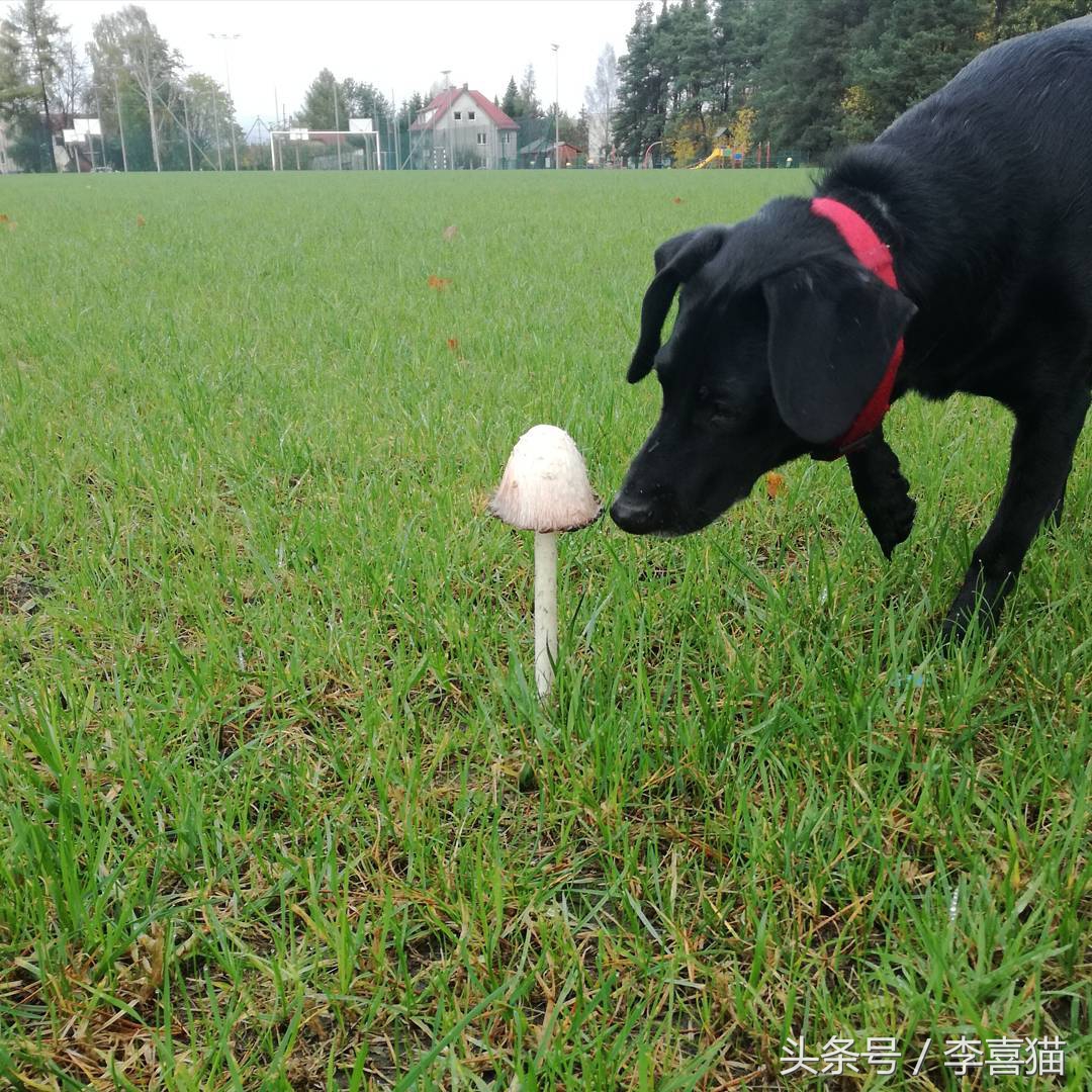 草坪是狗狗和猫咪都喜欢玩耍的场所，但铲屎官不能不注意这些事情