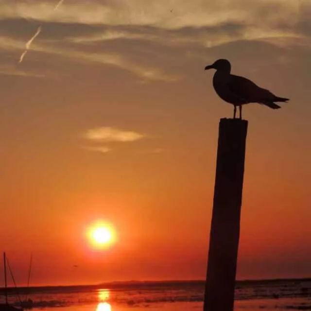 直供瓷器哪里最便宜 (直供瓷器)