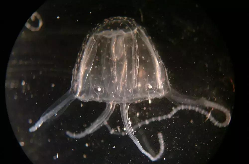 疼痛10大等级哪一级泪流满面,疼痛等级一百级分别都是什么