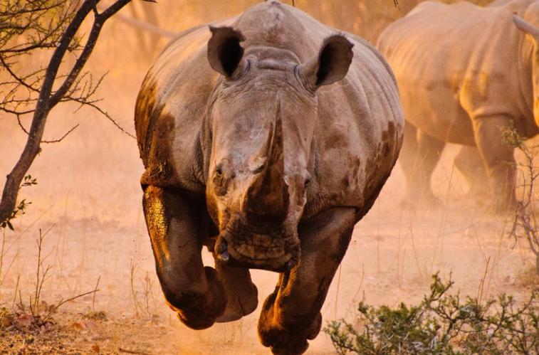 成年犀牛能打得过几只狮子,犀牛大战狮群为何犀牛不怕狮子呢