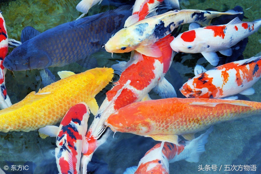 鳄鱼明明不是鱼为什么要叫鱼,鲸鱼鳄鱼企鹅金鱼哪个是哺乳动物