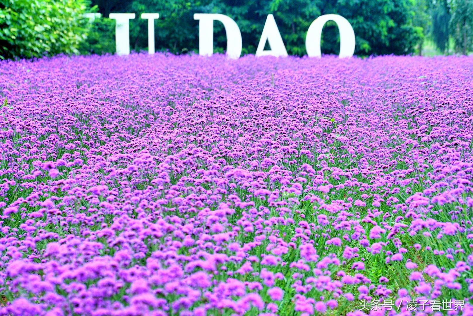 沙滩拾贝壳景区,沙滩花海美景