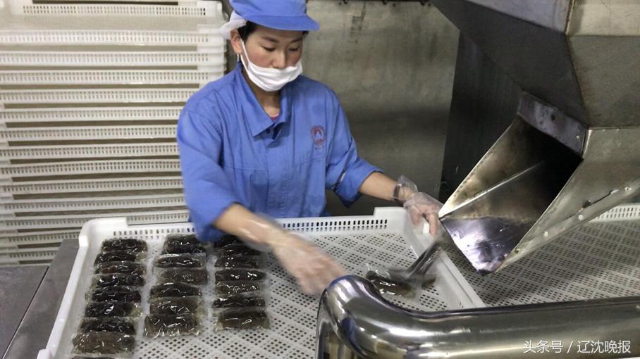 大连海参的平均亩产,大连海参占全国半壁