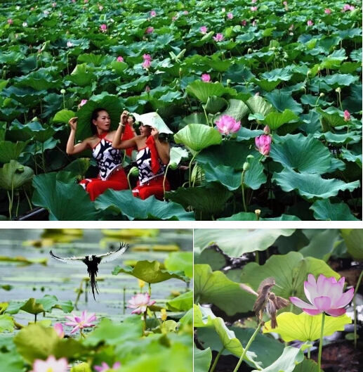 微山湖的荷花美,微山湖湿地红荷旅游攻略