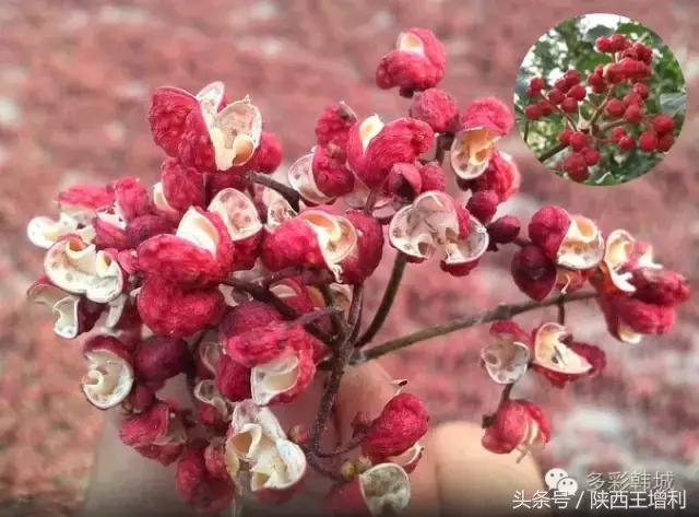 韩城花椒何去何从 (韩城花椒带来的经济效应)