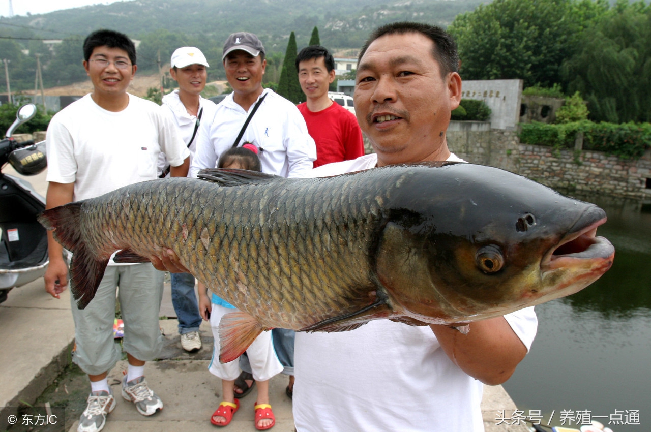 草鱼精养水质一定要调养好