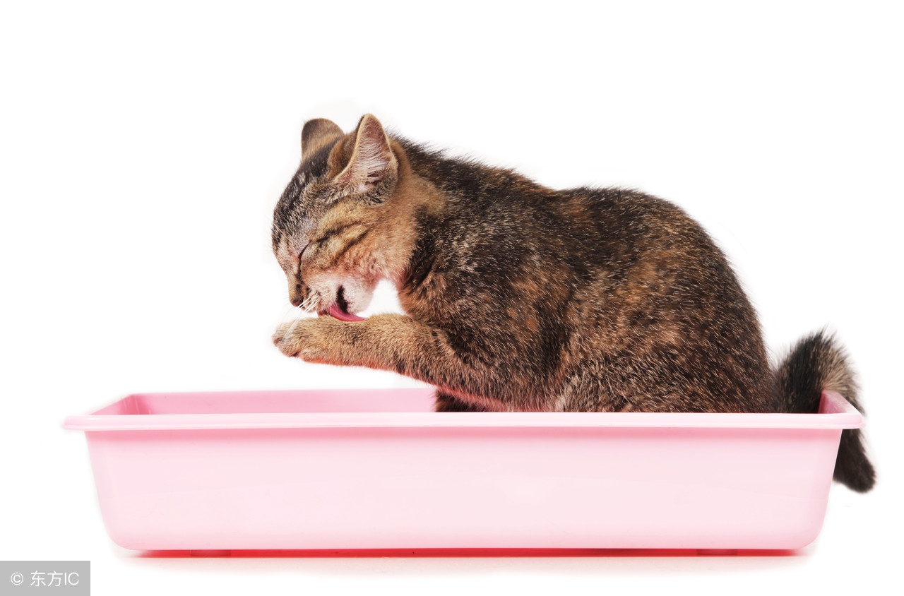 怎么调教猫咪不随地大小便,养宠小知识猫咪最近总吐床上
