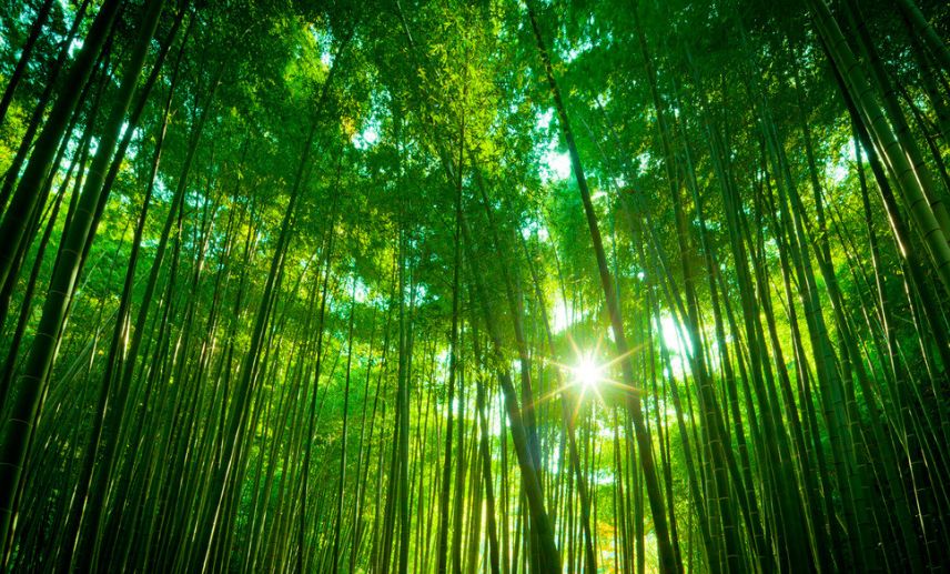 炎炎夏日诗词,诗词朗诵夏日山中