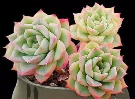 多肉植物水浇多了,多肉植物可以浇橘子皮水吗