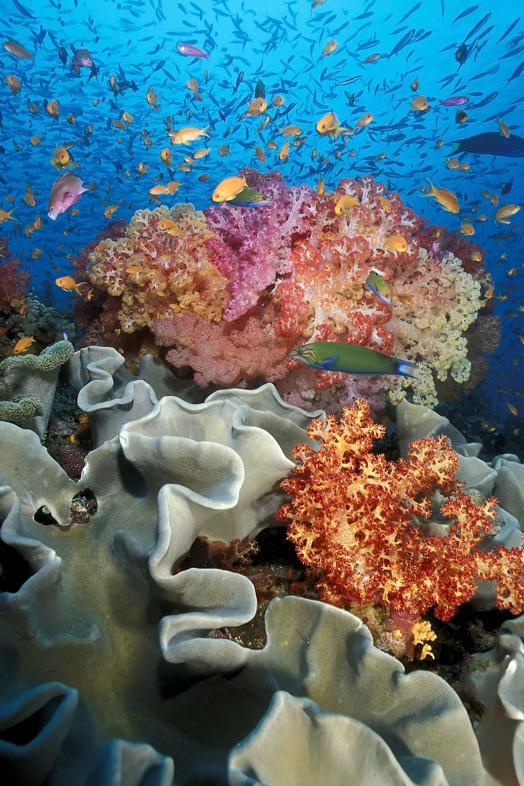 这辈子要去斐济,你为什么要去旅游