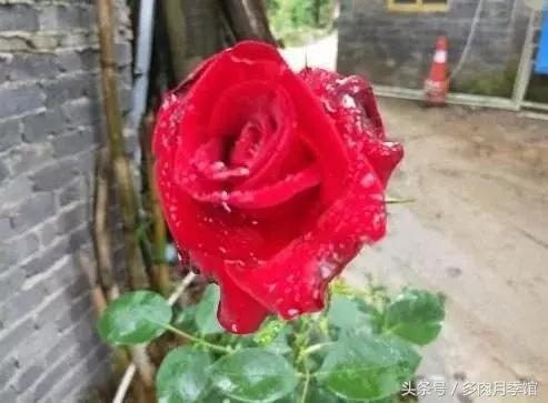 月季压枝促笋老枝条怎样处理,月季怎么养可以开爆花