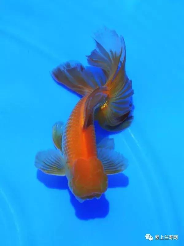 日本金鱼品种大全,日本东京金鱼多少钱一条