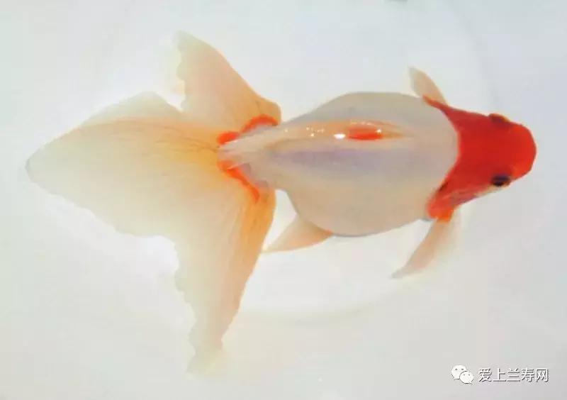 日本土佐金鱼图片大全,日本金鱼品种大全