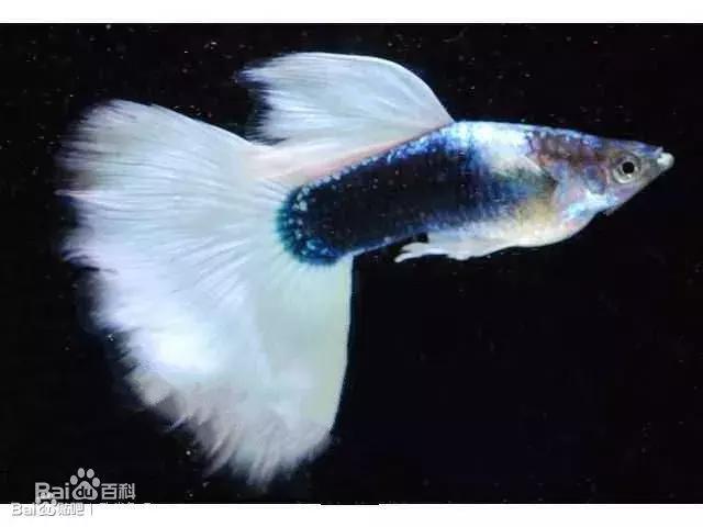 孔雀鱼尾巴开叉可以剪吗,孔雀鱼尾巴开叉了怎么恢复