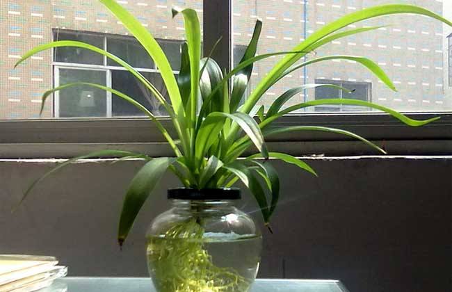 吊兰水培记住这4点长势很旺盛,水培吊兰快速生根液正确使用方法