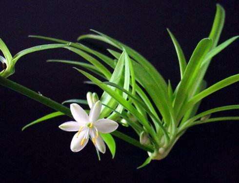 吊兰能水培养活吗,吊兰在家水培怎么养活得快