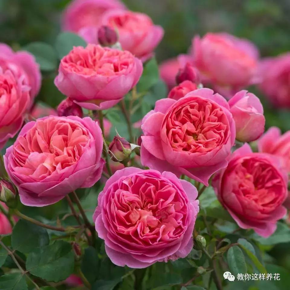 绿萝吊兰怎么养才能开花,比绿萝吊兰还好养的5种花