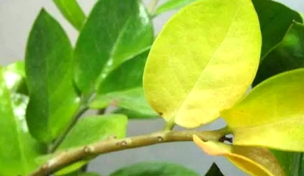 养护花草遇到哪些问题,花卉养护注意事项有哪些