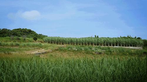 藏不住了重庆这个小城太美了,藏不住了四川话