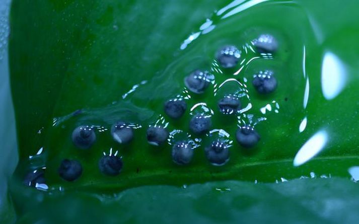 这种蛙竟然把蝌蚪背到树上养？蝌蚪们在树上能吃些什么呢？